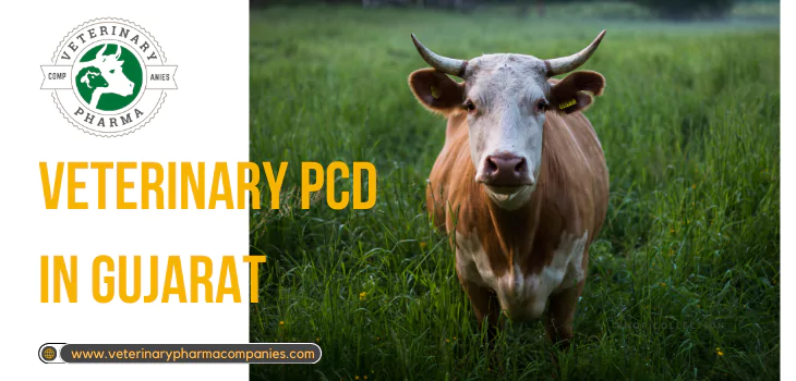 Veterinary PCD in Gujarat