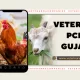 Veterinary PCD in Gujarat